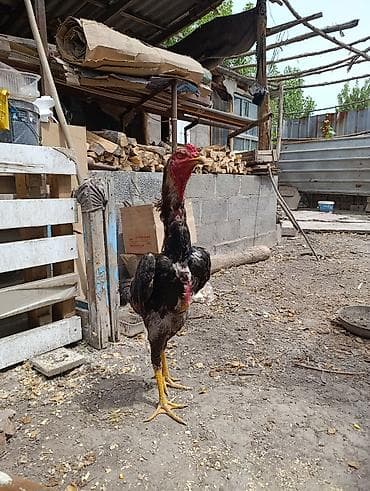 Птицы: На продаже Петух породы дакан хороших кровей — 6