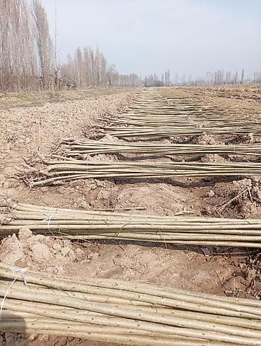 бетон м200 цена бишкек: Терек кочот 2-жылдык гибрит эрте жетилет — 1