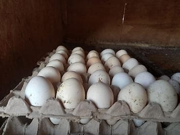 Кухонные принадлежности: Яйца куриные, отбор по лоткам - Натуральные домашние яйца. - Белая и — 1
