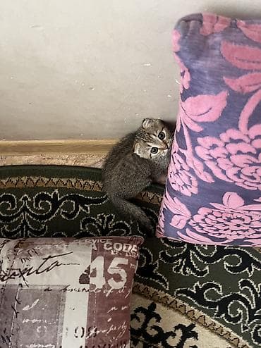 мышык бишкек: Шотландский вислоухий котёнок (скоттиш-фолд) - Пол: девочка - Окрас — 4
