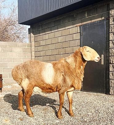 парода тайлар: Продаю | Овца (самка), Ягненок, Баран (самец) | Гиссарская, Арашан | Для разведения | Племенные — 1