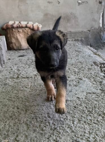 собака долматинец: Немецкая овчарка — щенки Предлагаются щенки немецкой овчарки — 6