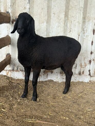 кой сойгуч: Продаю | Овца (самка) | Для разведения — 3