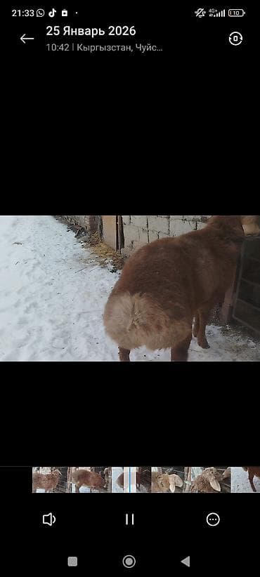 парода ала тоо: Продаю | Баран (самец) | Романовская | На забой — 2