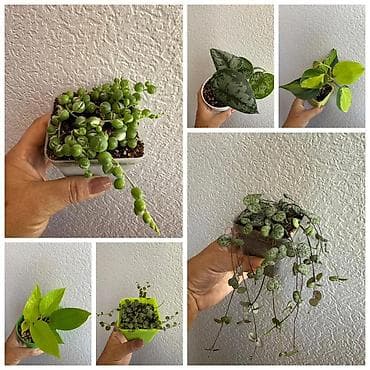 Укорененные черенки. 8мкр