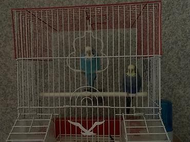 Продаю волнистых попугаев с клеткой мальчик и девочка