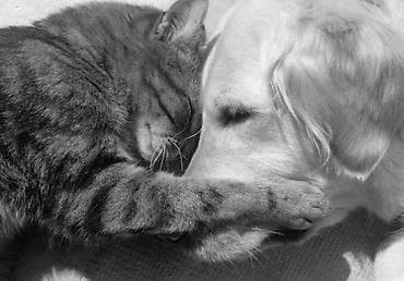 үй жаныбарлары: 🐾 Эвтаназия собак и кошек Если животное тяжело больно, испытывает — 2