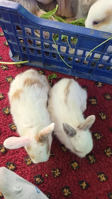 пушистая сиамская кошка: Кролики-декоративные, молодые. Разнообразные окрасы: белые с — 4