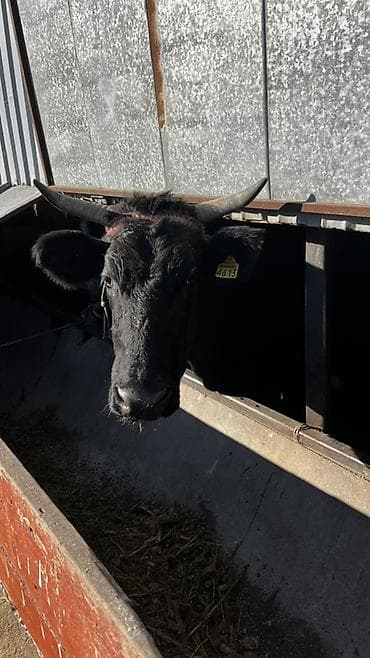 даильный апарат: Продаю | Корова (самка) | Для молока | Привязанные — 6
