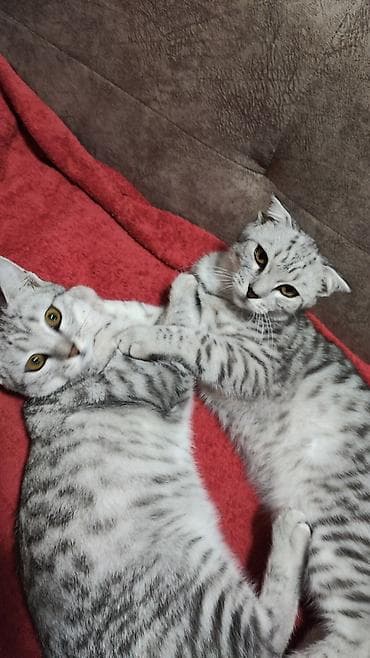 cat sofa: Кошки породы шотландская веслоузая . Кот и кошка. - характер — 2