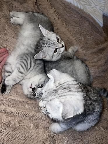 Мышыктар: Скотиш Фолд (Шотландиялык шалпаң кулак), 3 айлык, Эркек, Күмүш өңдүү шиншилла, Лотокко барууга үйрөтүлгөн, Курттардан тазаланган, Документтери менен — 2