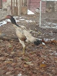 оборудование для кур: Продаю | Куры — 5