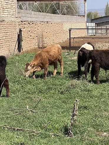 корова дойная: Продаю | Бык (самец) | Полукровка | На откорм — 10