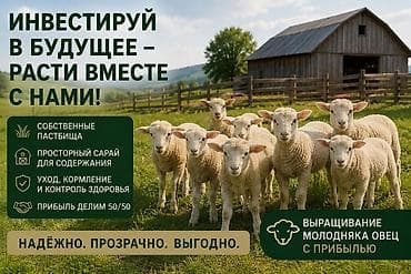 Коммерциялык мүлк: Ищу инвестора для выращивания молодняка овец Предлагаю сотрудничество — 1