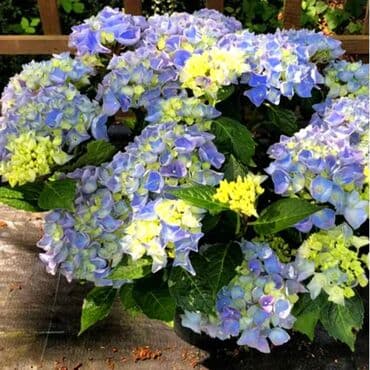 продам гортензию: Крупнолистная гортензия Хай Маунтин саженцы цветут на побегах прошлого — 2