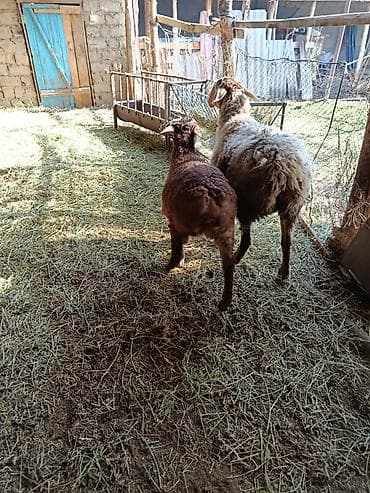 авган бараны: Продаю | Овца (самка) | Для разведения — 8