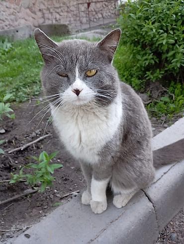 сиямские кошки: Мальчик — 6