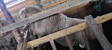 куры обмен: Продаю | Овца (самка) | Для разведения | Ярка — 5