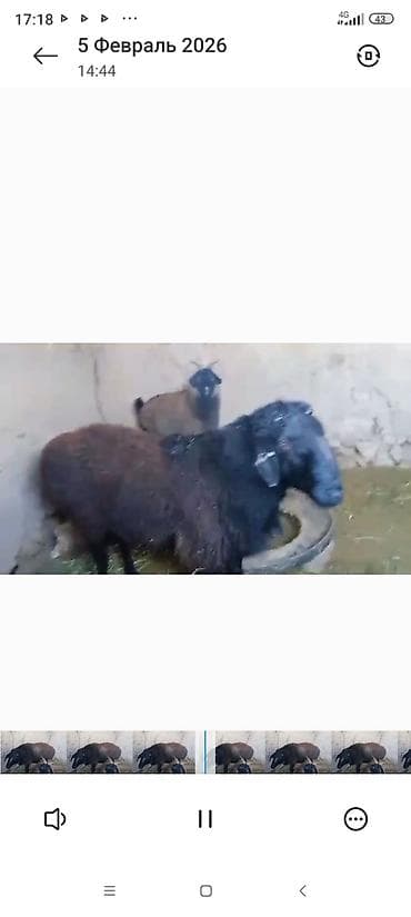 Птицы: Продаю | Баран (самец) | Для разведения | Племенные — 2