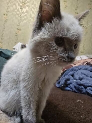 Мышыктар сатылат: 3 айлык, Ургаачы, Боз, Лотокко барууга үйрөтүлгөн — 3