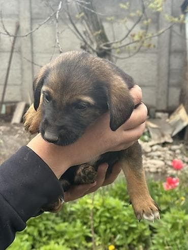 собака щенки: Щенки метисы, помёт из нескольких малышей. Окрас разный: - черные с — 2