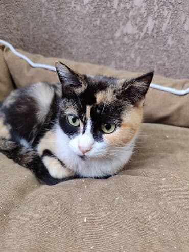 куда можно отдать кошку в бишкеке: Отличная кошка ищет дом. Привезём сами — 1