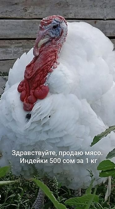 немецкая овчарка цена бишкек: Птицы — 1