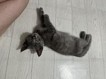 Отдаем котят МАЛЬЧИКИ 2 мес. К лотку приучены кушают сами.Привезти