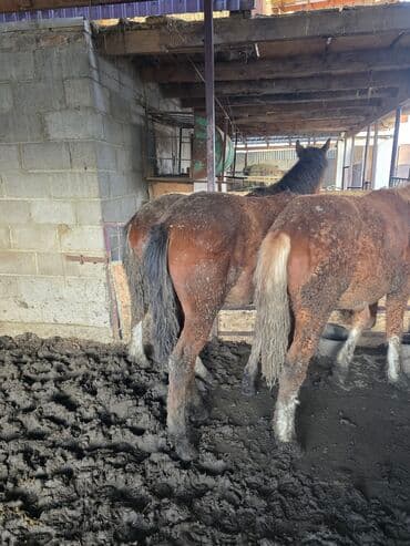 племенные коровы: Продаю | Жеребенок | Рабочий — 3