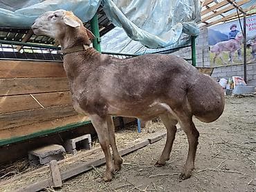 Животные: Продаю | Баран (самец) | Арашан — 2