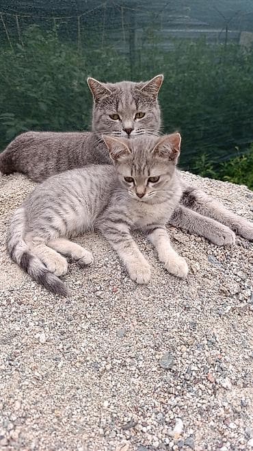 Отдам котенка в хорошие руки, девочка,3 месяца, проглистована к лотку