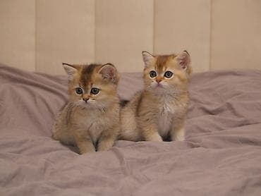 сколько стоит персидская кошка: Скотиш Страйт (Шотландская прямоухая), 2 месяца, Девочка, Золотая шиншилла — 4