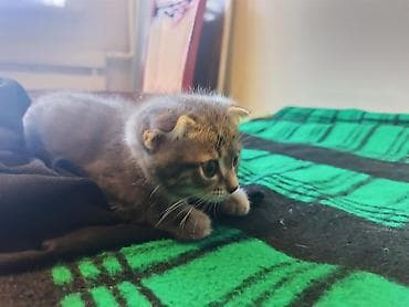 продаю кукруза: 🐾 Пушистое счастье ищет дом! 🏡 потрясающая девочка ушки стоячие — 3