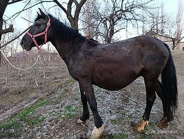 уй сотилади ош: Продаю | Кобыла (самка) | Дончак, Кара Жорго | Для разведения, Для молока, Конный спорт — 1