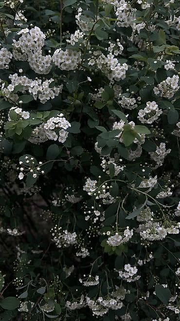 массаж на выезд каракол: Массажист хиджамист кыздар керек в Даба Мед — 2