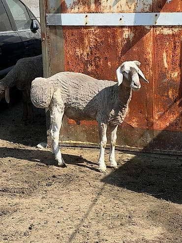 Продаю | Баран (самец) | Для разведения | Племенные