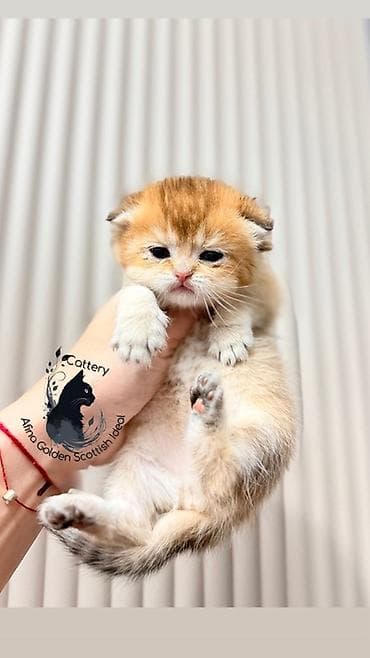 кошка бурма: Скотиш Фолд (Шотландская вислоухая), 1 месяц, Мальчик, Золотая шиншилла, Приучена к лотку, Проглистована, С документами — 5