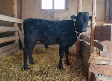 собаку в добрые руки: Продаю | Бык (самец) | На откорм — 1