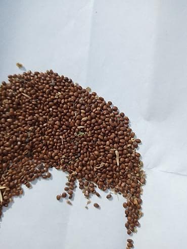 принимаю вату: Шалфей семена мускатный продаю 400 кг и масло 15 литр есть — 2