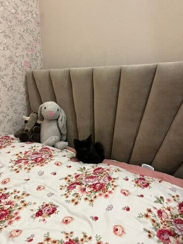 каракол животных: Кошка даром: Беспородная, Девочка, Приучена к лотку — 3