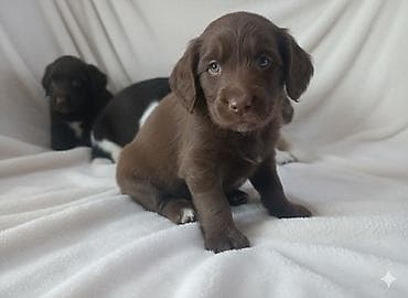 продать собаку срочно: Щенки спаниеля 🐶 Город: Кан Продаются щенки чистокровного спаниеля: 🐾 — 9