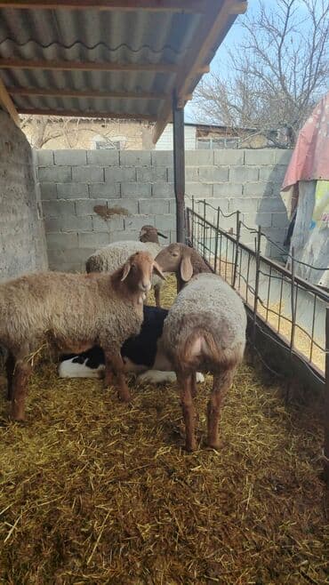 вислоухие кошки бишкек: Продаю | Баран (самец) | На забой — 6