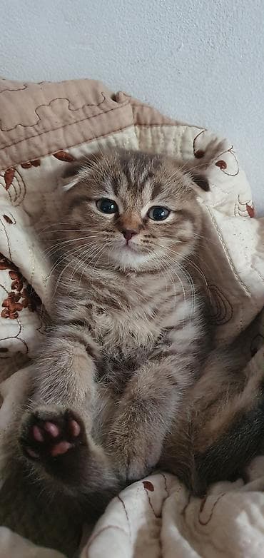 шотладский котенок: Скотиш Фолд (Шотландская вислоухая), 2 месяца, Девочка, Золотая шиншилла, Метис, Приучена к лотку, Проглистована — 3