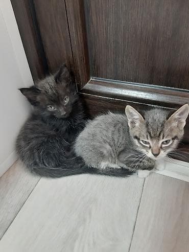 где можно взять кошку: Котята, помёт из нескольких малышей. Окрас на выбор: - дымчато‑чёрные — 2