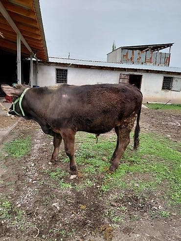 хаски мальчик: Продаю | Бык (самец) | Алатауская | На откорм, На забой, Для разведения | Осеменитель, Искусственник — 5