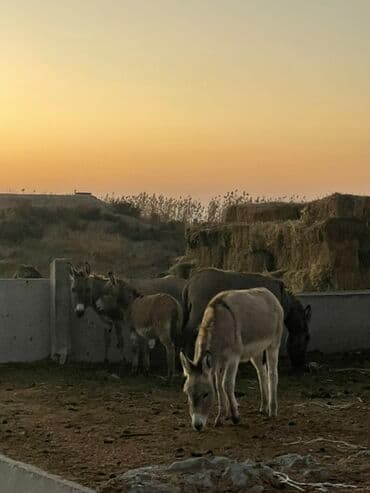 домик для животных: Ослы – поголовье для хозяйства Описание: - На продажу группа ослов — 1