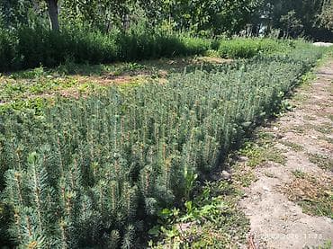 мебель шкаф бу: Ель голубая (Picea pungens) — сеянцы/подрост 1–2 лет. Описание: - — 2
