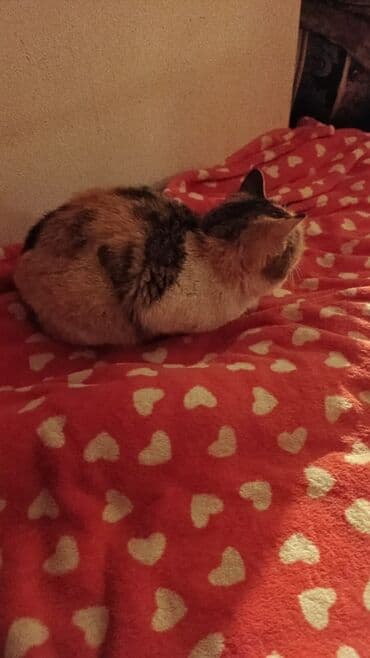 отдам котёнка в добрые руки: Беспородная, 5 месяцев, Девочка, Белый, Кастрирована, Приучена к лотку, Проглистована — 1