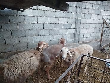 для баран: Продаю | Баран (самец) | Арашан | Для разведения | Племенные — 6