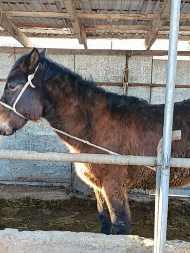 мясо кролик: Сатам | Байтал | Кара Жорго | Союуга | Жасалма жол менен боозутуу — 2